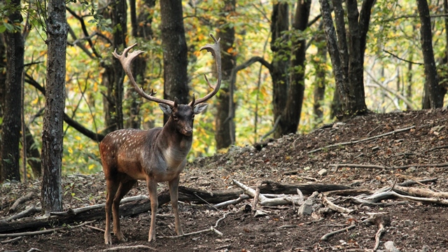 Daino: colorazione del mantello e altro...